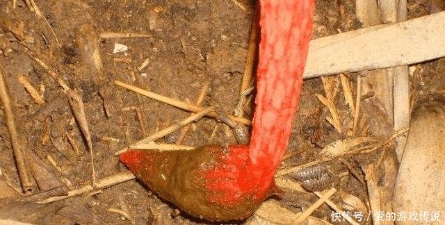 农村这种野生物，名字挺“吓人”，但若遇到，切千万珍惜