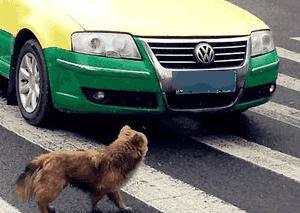 开车撞了狗用不用赔偿？交警给出最终解释，车主：再也不担心被讹