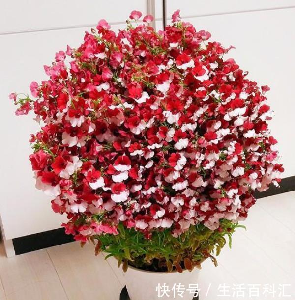 #耐旱#适合夏天养的5种花,耐热耐旱又耐晒,花大色艳很漂亮,人见人爱