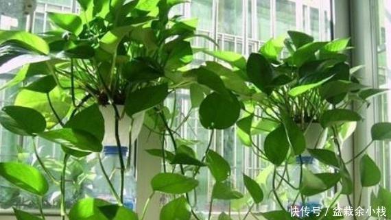  留言@花友留言：家里绿萝不好养？别怕，多关注3方面问题各个击破