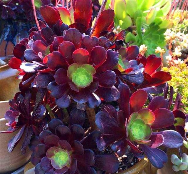 #新芽#夏季养黑法师，做好这5点，根系茁壮，到了秋天，新叶新芽长爆盆