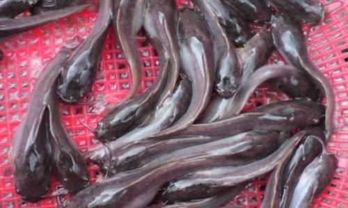  【非洲】非洲“胡子鱼”入侵中国，1年产卵5次每次上万，吃货却不愿意吃