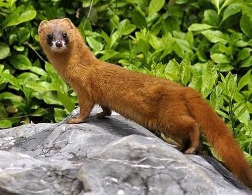  「野鸡」黄鼠狼全身是宝，经济价值也高，为何在农村却没有人养