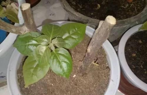  「很快」三角梅扦插学她这样做，很快就能开花