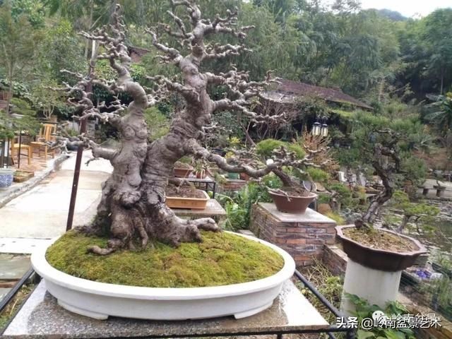  「作品」有年功的盆景，品相好，价值高！