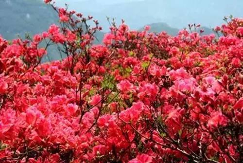 2019长沙最新旅游攻略，2019长沙最佳赏花时间表来了！