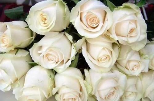  [德拉]“精品玫瑰”芬德拉，花开如美，无暇纯洁，可以说是盆栽必备！