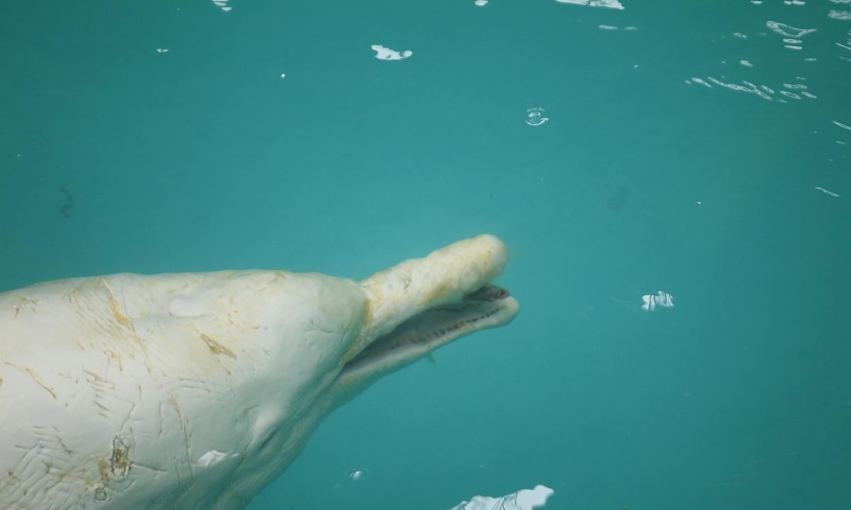  『图片来自网』意大利游客骤减，威尼斯河道变清澈，出现天鹅和海豚！