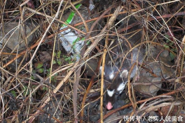 曾因病害无人敢吃，6年前被大量养殖，如今很稀罕，一斤130元