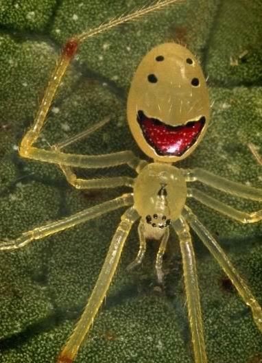 史上最萌的蜘蛛--笑脸蜘蛛你见过吗,看到真想