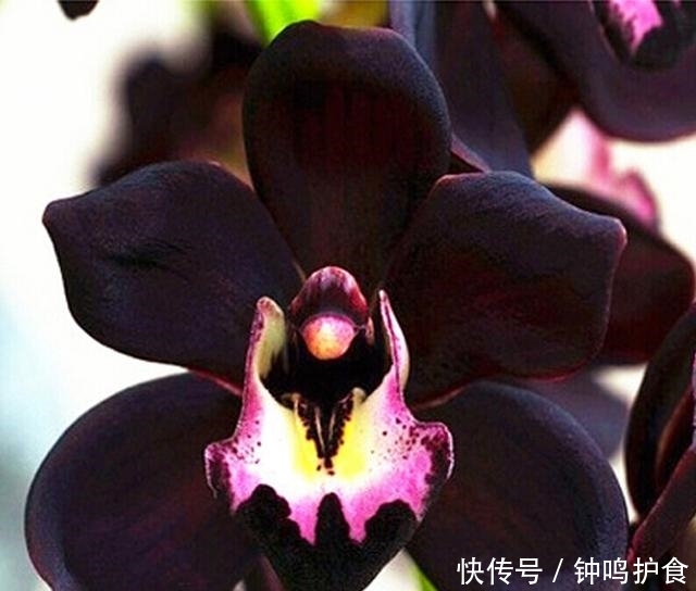 这款@比香水还好闻,花色神秘,好养易管理,这款铭品兰花,很值得养