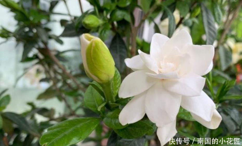  【栀子花】栀子花开完花，养护分“3步”，植株健壮新芽多，来年照样开满花