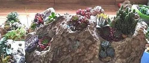 『适合』养多肉该注意哪些事项?满足5个需求,不'溺爱'照样长爆盆