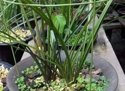  『该不该』花盆里“杂草”究竟该不该拔掉?多数人不清楚,难怪花总黄叶烂根
