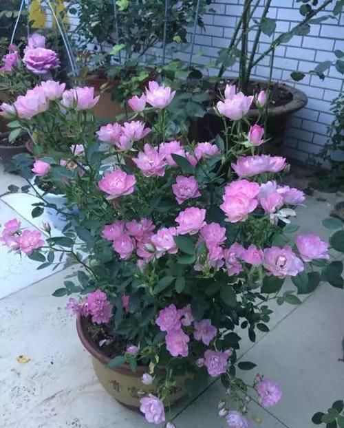 养盆■阳台养盆这个“花”，多晒太阳，浇浇水，一年到头都开花，值得养