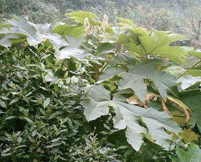  [根茎]“1种野草”根茎有价值，被称为“通草”，1斤20元买不到，珍贵！