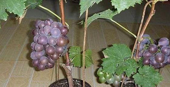  『葡萄』在家养绿植不如阳台种葡萄，既能看又能吃，夏季还能乘凉避暑