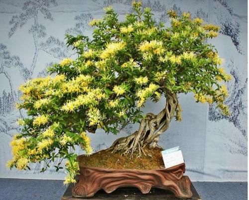  『定要注意』室内养金银花？满足4条件，变成“美盆景”，美到认不出