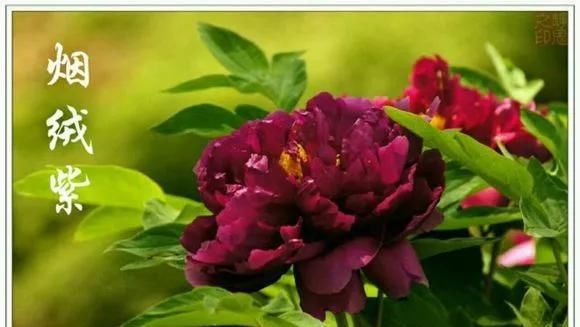『牡丹』芍药和牡丹的区别图,看懂图就能轻松区分出来!
