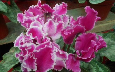  『光照』这四款花卉，越贱养长的越好，年年开花爆盆，花色烂漫迷人，超美