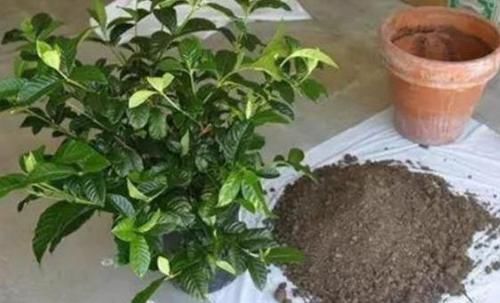 『花钱』赵大哥养栀子花,用“它”做自制肥,几乎不花钱,1次开花上百朵