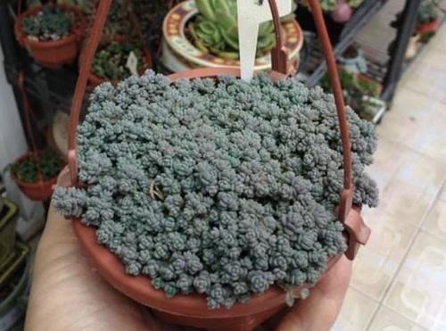 「人称」3种多肉植物,人称“爆盆草”,1个花盆种2棵,繁殖30棵,美!