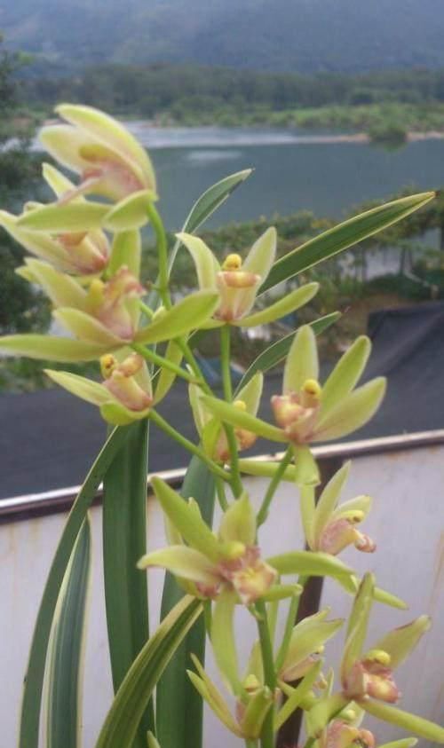  「温馨」阳台选花，不妨养这4款花卉，好养易爆盆，阳台开花变温馨小花园