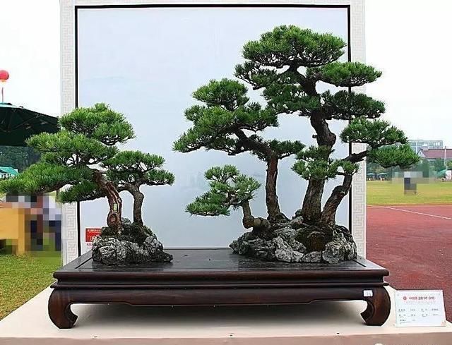 松树丛林盆景经典之作！