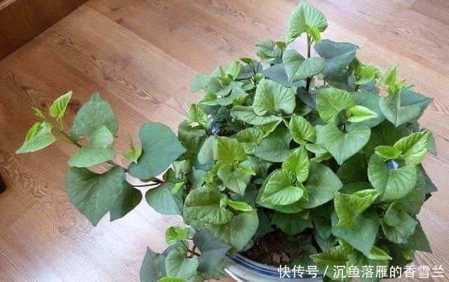 「种菜」春季阳台种“2种菜”,长势快,好吃又好养,吃了一回又一回