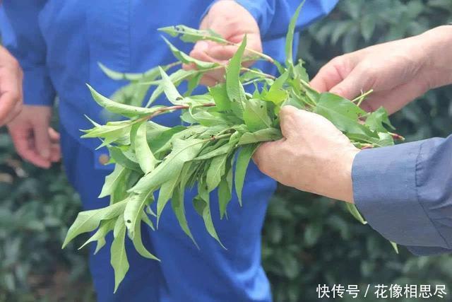 农村这种野草比辣椒还辣，曾被当做杂草，却不知是酒曲的原料！