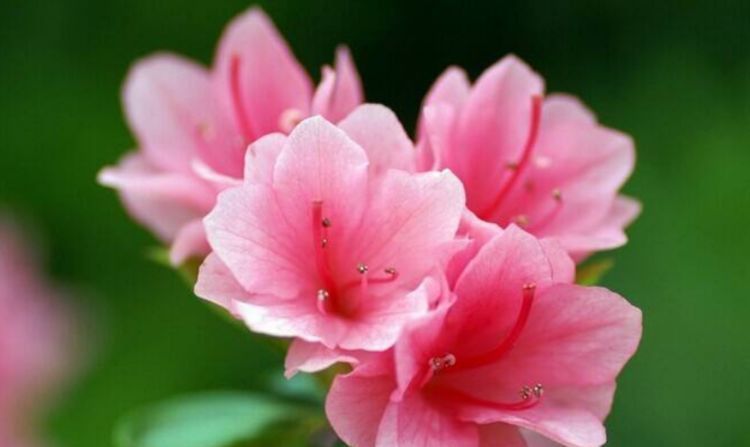  『娇艳』最受欢迎的“4种花”，花朵娇艳、花期长，开花耀眼，人见人爱！