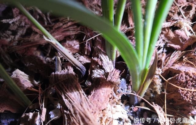 病害:三个月给兰花做一次小手术,兰花病害少,芽多根多长势好