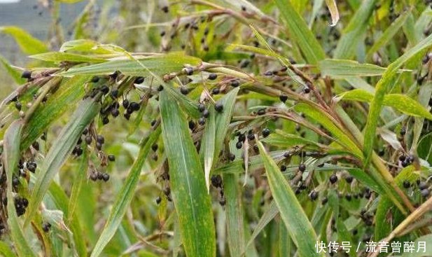 农村有种野果，30元一斤，原来当门帘现在成紧俏货！