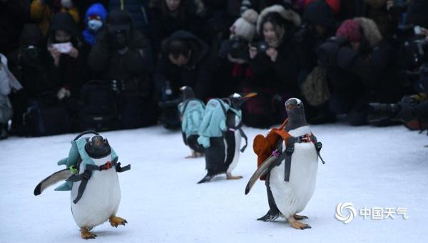 哈尔滨：可爱企鹅亮相冰雪大世界 萌翻全场