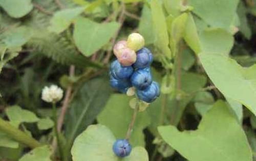  「值钱」1种野草人称“杠板归”，有着三角形的叶子，还能结出果子，值钱