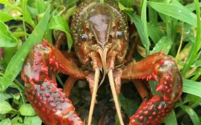  臭水沟■小龙虾能在臭水沟生存，为什么有的人养殖时，死亡率会