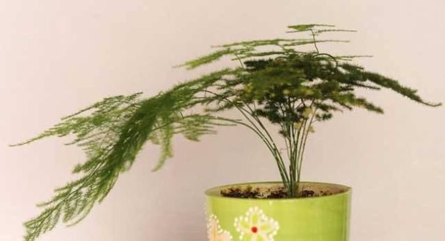  楼下@文竹老长得“乱糟糟”，楼下大爷教你“几招”，叶片青翠，枝形美