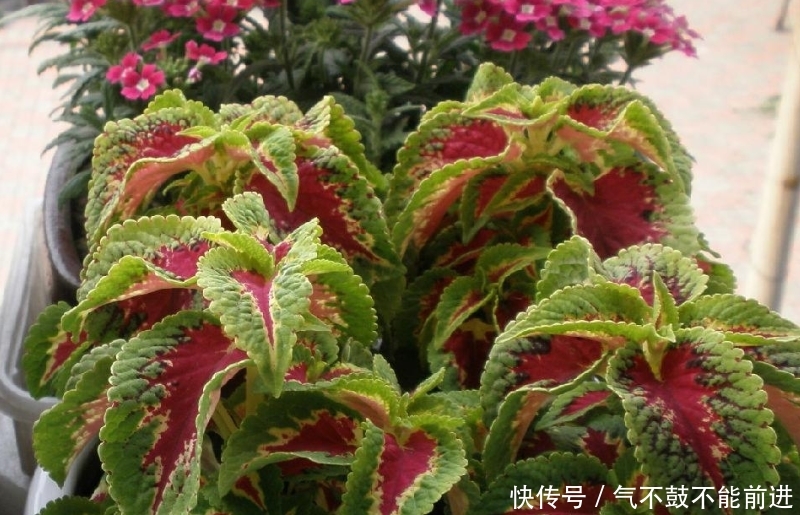 实用价值■这种植物种在阳台上,不仅好看,而且还有很大的实用价值