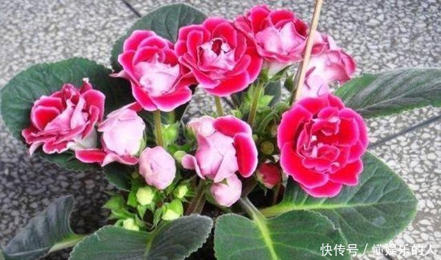 『家里』家里养“3种花”,再喜欢也别搬去“晒太阳”,否则黄叶不断!