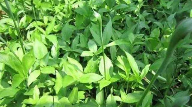  #嘴麻#玉米地里成片长，和红薯很像，小孩偷吃嘴麻了，老农民都