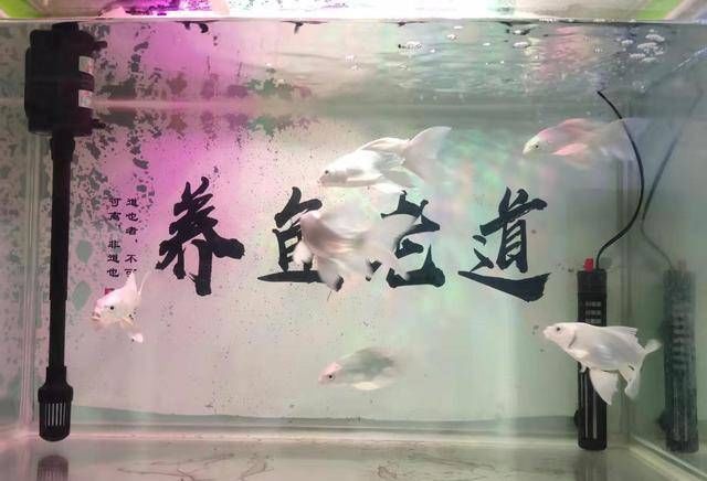 「水质」养蝴蝶鱼,从选鱼、养水到水温、饲料,注意什么?
