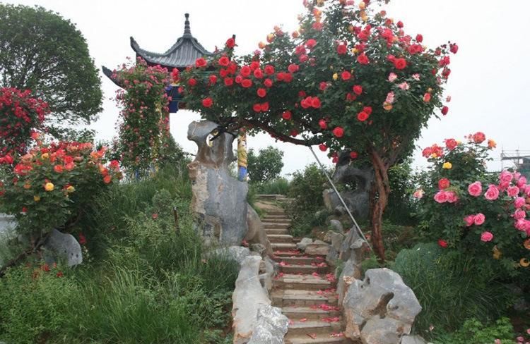  「芳香」此花被称为“天下第一美”，一株开多色，花开300天，漂亮芳香