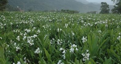  「山地」野姜花喜生于低海拔山地、平野的水岸边，花朵清新素雅，香味芬芳