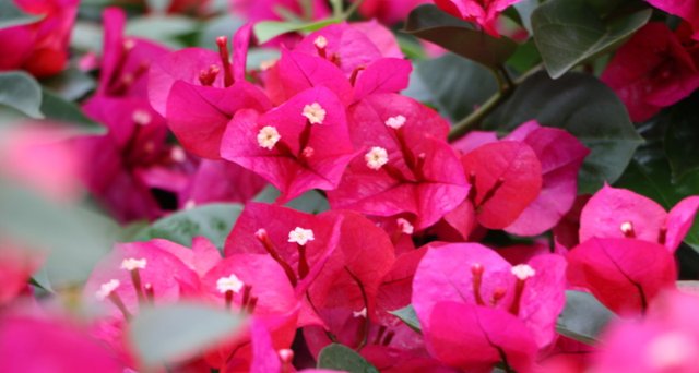  [三角梅]阳台养护“4种”爬藤花，盛开之时，仿佛1个“花帘”，真耐看！