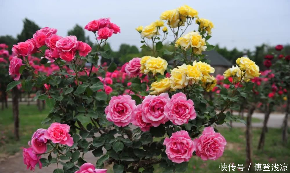 『相拥』郑州绿博园月季花开,云海相拥!