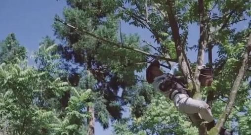  「漆树」市场供不应求，割一公斤可卖600元，比种地轻松，几乎没