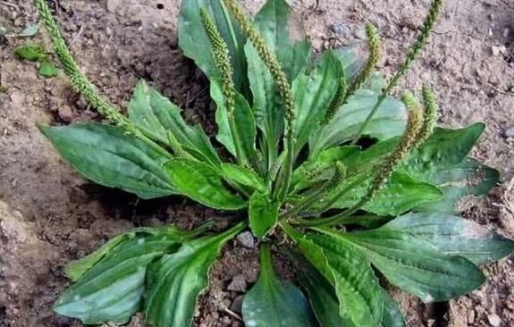 老中医绝密偏方:农村大妈用“它”每晚抹脸一次,肌肤白嫩如雪!