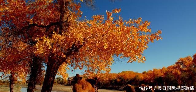 老游客我宁愿在家睡觉，也不去额济纳看胡杨，除非脑袋烧坏了