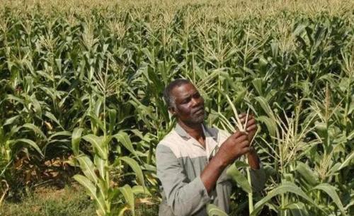 全球唯一黑人发达国家，当地人比中国人都会种地，收入是中国3倍