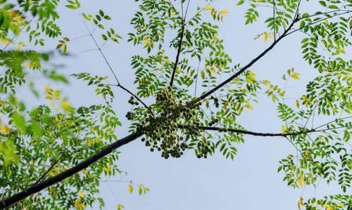  「特长」它本是绿化树“头牌”，却因起特长被淘汰，如今农村都不多见